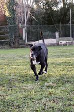 NESQUICK, Hund, Cane Corso in Kirchlengern - Bild 14