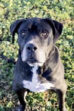 NESQUICK, Hund, Cane Corso in Kirchlengern - Bild 2