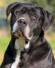 NESQUICK, Hund, Cane Corso in Kirchlengern - Bild 3