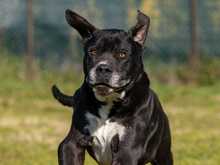 NESQUICK, Hund, Cane Corso in Kirchlengern - Bild 5