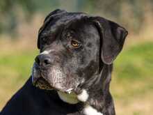 NESQUICK, Hund, Cane Corso in Kirchlengern - Bild 6