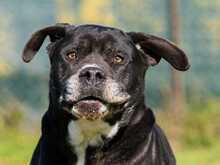 NESQUICK, Hund, Cane Corso in Kirchlengern - Bild 7