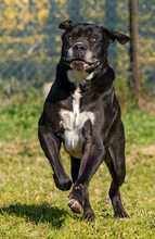 NESQUICK, Hund, Cane Corso in Kirchlengern - Bild 8