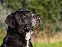 NESQUICK, Hund, Cane Corso in Kirchlengern - Bild 9