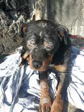 ORAZIO, Hund, Rottweiler in Italien - Bild 2