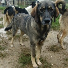 NALA, Hund, Herdenschutzhund-Mix in Griechenland - Bild 5