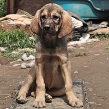 NALA, Hund, Herdenschutzhund-Mix in Griechenland - Bild 7