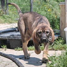 NALA, Hund, Herdenschutzhund-Mix in Griechenland - Bild 8