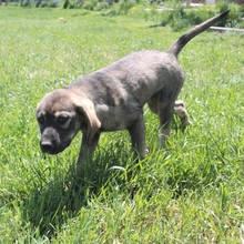 NALA, Hund, Herdenschutzhund-Mix in Griechenland - Bild 9
