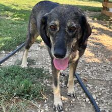 NALA, Hund, Mischlingshund in Griechenland