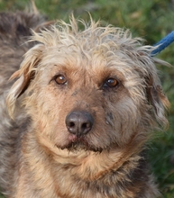 HEKTOR, Hund, Mischlingshund in Ungarn - Bild 1