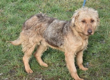 HEKTOR, Hund, Mischlingshund in Ungarn - Bild 3