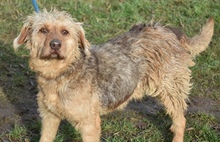 HEKTOR, Hund, Mischlingshund in Ungarn - Bild 4