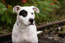 FLOYD, Hund, American Staffordshire Terrier-Mix in Kroatien - Bild 1