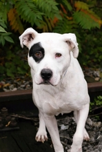 FLOYD, Hund, American Staffordshire Terrier-Mix in Kroatien - Bild 2