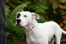 FLOYD, Hund, American Staffordshire Terrier-Mix in Kroatien - Bild 3