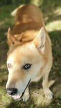 HÖRBI, Hund, Mischlingshund in Gefrees - Bild 8