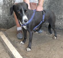 SYLVIA, Hund, Mischlingshund in Griechenland - Bild 1