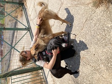 SYLVIA, Hund, Mischlingshund in Griechenland - Bild 10