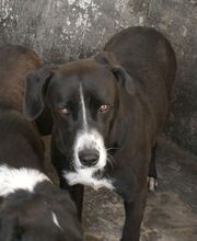SYLVIA, Hund, Mischlingshund in Griechenland - Bild 2