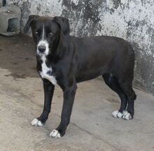 SYLVIA, Hund, Mischlingshund in Griechenland - Bild 4