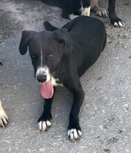 SYLVIA, Hund, Mischlingshund in Griechenland - Bild 5