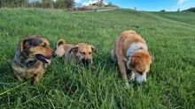 MIRA, Hund, Mischlingshund in Freden - Bild 3