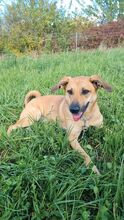 MIRA, Hund, Mischlingshund in Freden - Bild 7