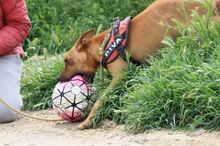 ABBOT, Hund, Podenco-Mix in Spanien - Bild 8