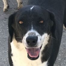 KAITOULA, Hund, Mischlingshund in Griechenland - Bild 1