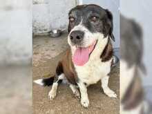 KAITOULA, Hund, Mischlingshund in Griechenland - Bild 10