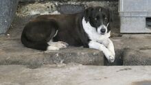 KAITOULA, Hund, Mischlingshund in Griechenland - Bild 2