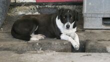 KAITOULA, Hund, Mischlingshund in Griechenland - Bild 3