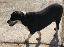 KAITOULA, Hund, Mischlingshund in Griechenland - Bild 4