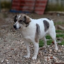 EVE, Hund, Mischlingshund in Griechenland - Bild 4