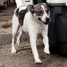 EVE, Hund, Mischlingshund in Griechenland - Bild 6
