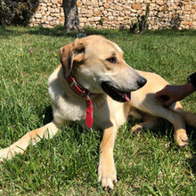 DODO, Hund, Mischlingshund in Italien - Bild 1