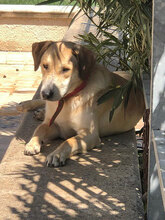 DODO, Hund, Mischlingshund in Italien - Bild 11