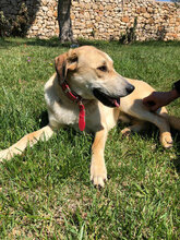 DODO, Hund, Mischlingshund in Italien - Bild 5