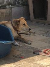 ROXY, Hund, Mischlingshund in Italien - Bild 3