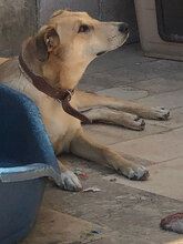 ROXY, Hund, Mischlingshund in Italien - Bild 4