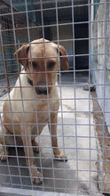 PRINCE, Hund, Mischlingshund in Italien - Bild 3