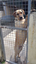 PRINCE, Hund, Mischlingshund in Italien - Bild 4