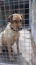 PRINCE, Hund, Mischlingshund in Italien - Bild 6