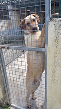 PRINCE, Hund, Mischlingshund in Italien - Bild 8