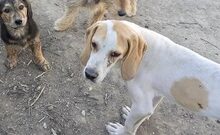 LOULIS, Hund, Pointer-Mix in Griechenland - Bild 2