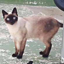 PAVLOS, Katze, Siam-Mix in Spanien - Bild 1
