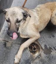 DARA, Hund, Mischlingshund in Bulgarien - Bild 3