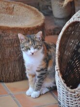 SIGGY, Katze, Europäisch Kurzhaar in Spanien - Bild 3