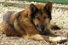 SHEBA7, Hund, Deutscher Schäferhund-Mix in Zypern - Bild 2